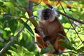 Black lemur Ã¢â¬â female , portrait Eulemur macaco, Madagascar nature. Royalty Free Stock Photo